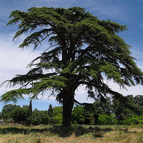 LE CÈDRE DU LIBAN 